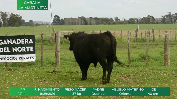 Lote ANGUS RP:  1214