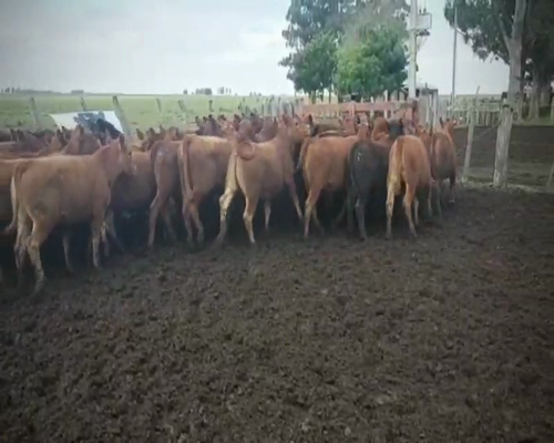 Lote 65 Terneras en Federal, Entre Ríos