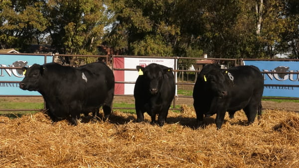 Lote TOROS ANGUS NEGROS PC