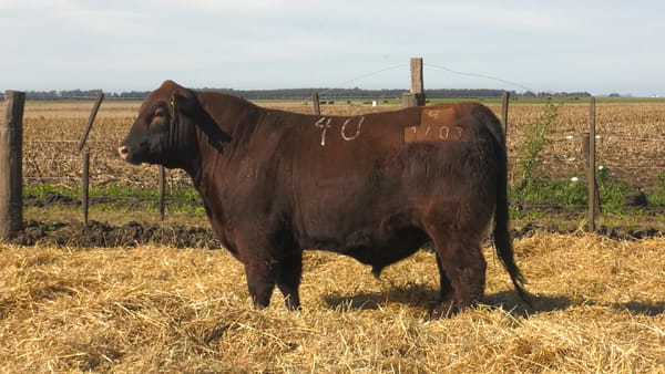 Lote Toros PC Colorado