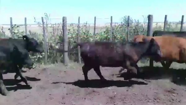 Lote 70 TERNS. MACHOS, LINCOLN, PCIA. DE BS. AS.