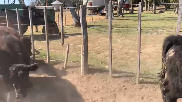 Lote 60 Novillitos en San Andres de Giles, Buenos Aires