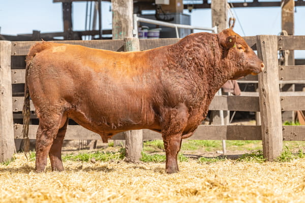Lote Toro PC