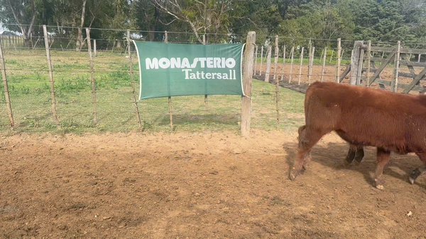 Lote 70 Terneros en Gral. Levalle - Cordoba