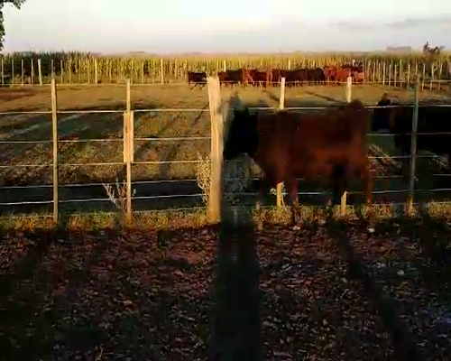 Lote 80 Terneros en Chascomús, Buenos Aires