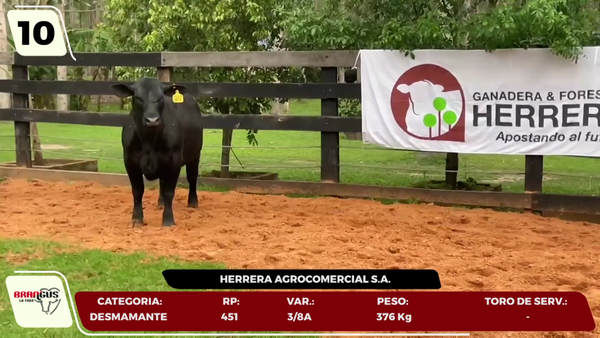 Lote LOTE 10- EN VIVO