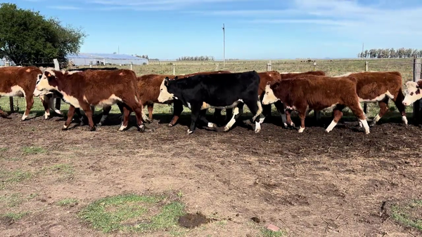 Lote MIXTOS + DE 1 AÑO