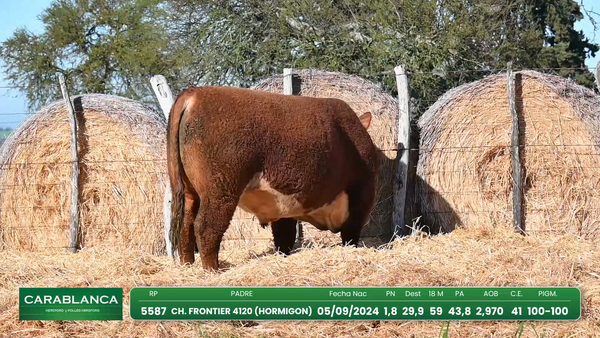 Lote Hereford Morixe