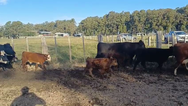 Lote PIEZAS DE CRÌA