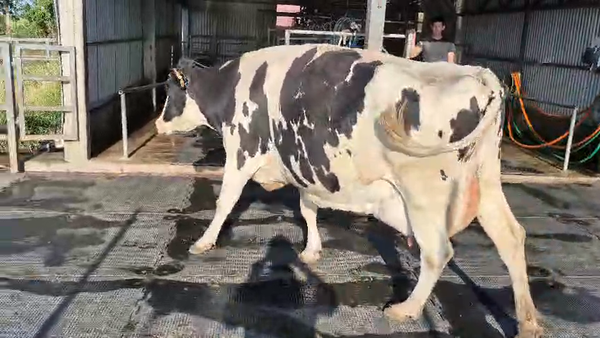 Lote Vaca, San José