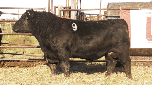 Lote TOROS ANGUS NEGROS  PC