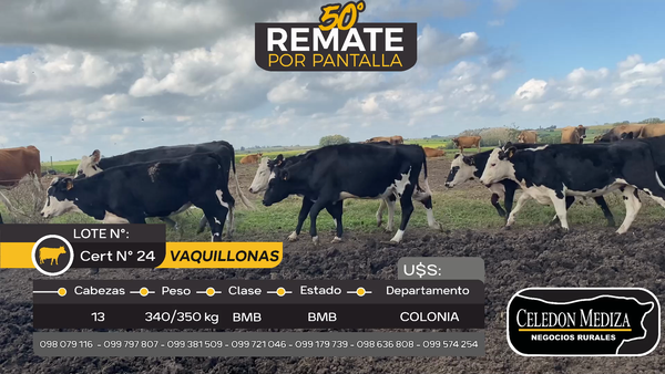 Lote 13 Vaquillonas  en San Pedro, Colonia