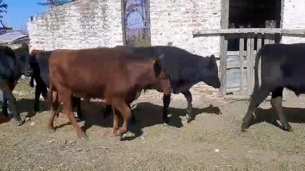 Lote 17 Terneros/as en Gral. Las Heras, Buenos Aires