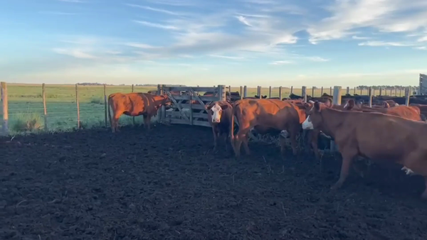 Lote 38 Vacas nuevas C/ gtia de preñez en Benito Juárez, Buenos Aires