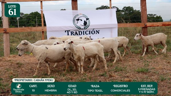 Lote LOTE 61 - POR PANTALLA