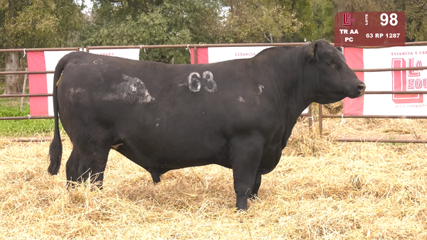 63 1287 — TOROS ANGUS NEGROS  PC