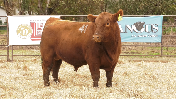 Lote TOROS ANGUS COLORADOS  PC