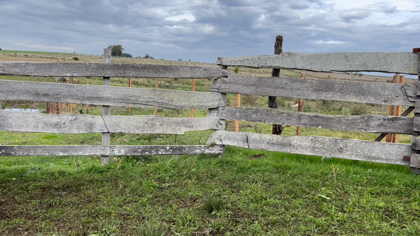 Lote TERNEROS Y TERNERAS