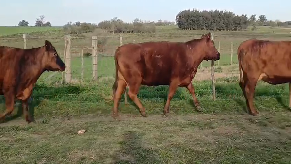 Lote (Vendido)3 Vaquillonas/Vacas Gordas 495kg -  en PUNTAS DEL PERDIDO
