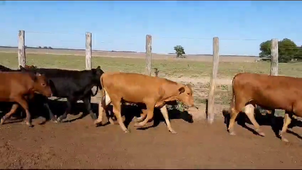 Lote 65 Terneros en Vilelas, Santiago del Estero