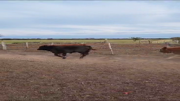 Lote 70 Novillitos y vaquillonas en Calchaquí, Santa Fe