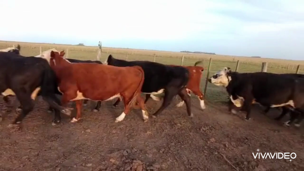 Lote 72 Vacas  en Huanguelen, Buenos Aires