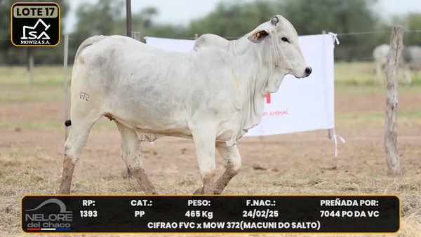 Lote LOTE 17