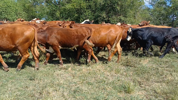 Lote 70 Novillos en Villaguay, Entre Ríos