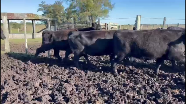 Lote VACAS DE INVERNADA