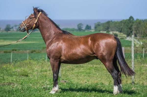 Lote ARRAYAN TACURÚ 1787 T.E.