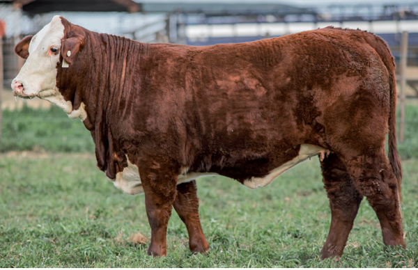 Lote Vaquillonas Braford -  Los Charabones