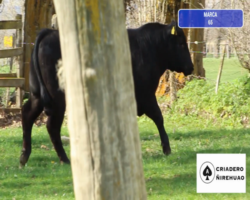 Lote 1 Toro en Coyhaique, XI Región Aysén