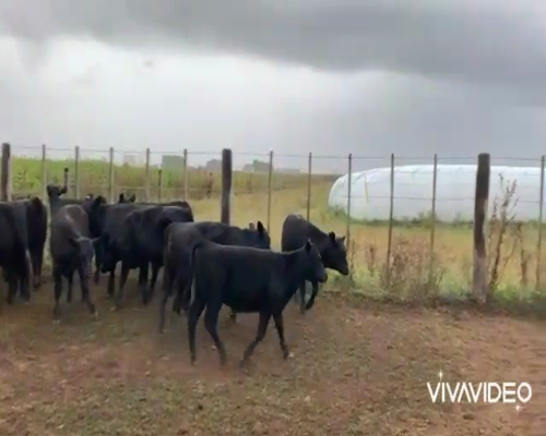 Lote 60 Terneras en La Plata, Buenos Aires