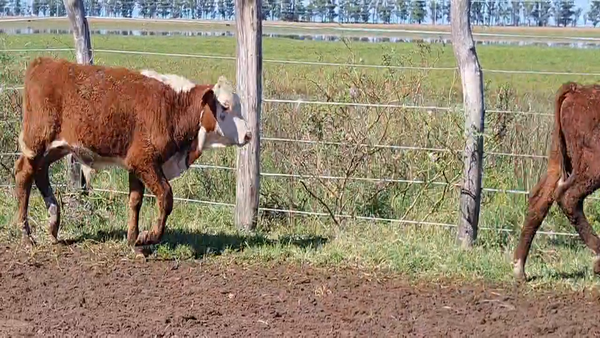 Lote 168 Terneros