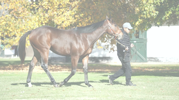 Lote FULL MONTEROSSO (FULL MAST -  MY FRIDA KAHLO)