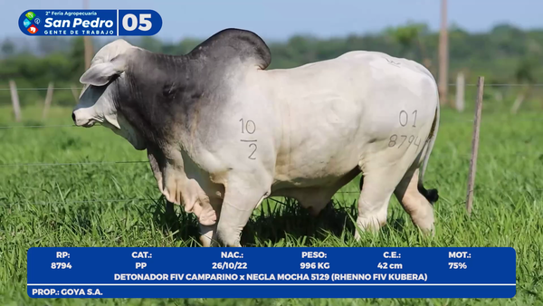 Lote LOTE 5- POR PANTALLA