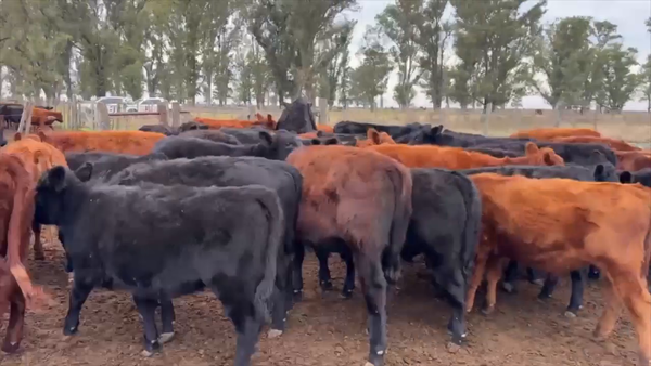 Lote 70 terneros/as