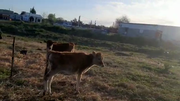 Lote 4 Terneras YERSEY 110kg - , San José