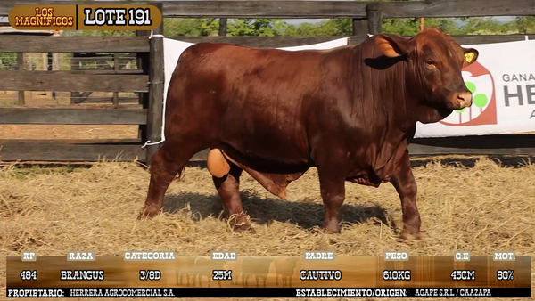 Lote LOTE 191 - VIVO