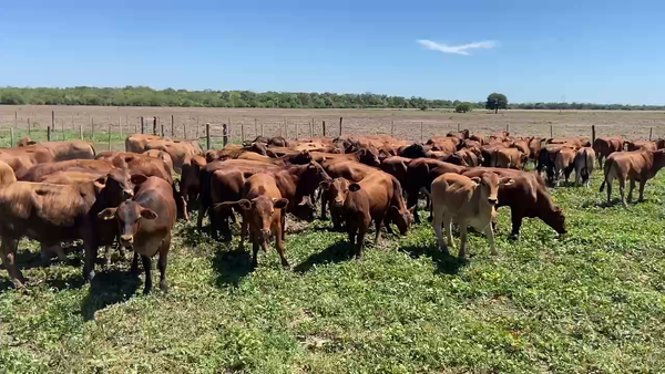 Lote 85 Novillitos en Ibarreta, Formosa