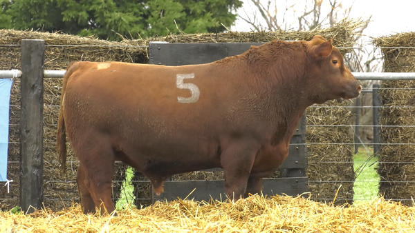 5 - 4055C — TOROS ANGUS PURO CONTROLADO