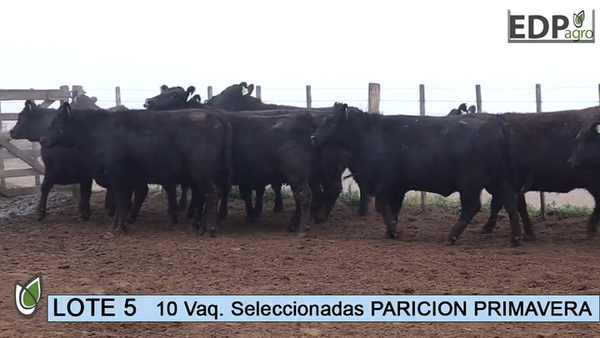 Lote ESTANCIA DON PEDRO Y LA ROSA 10 Vaq. Negras
