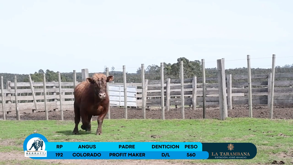 Lote Toro