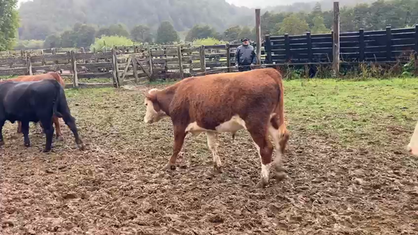 Lote 44 Novillo Engorda en Coyhaique, XI Región Aysén