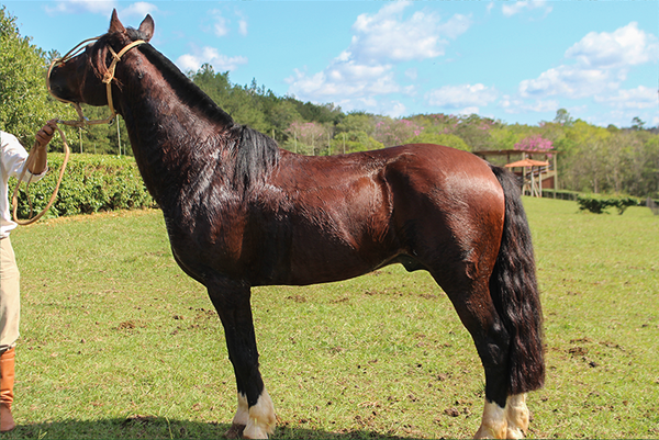 Lote OBELIX DA ESCONDIDA