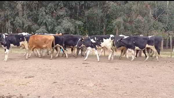 Lote (Vendido)16 Novillos Holando 2 JERSEY - 1 HO/ AA - 13 HO 310kg -  en SAN SALVADOR