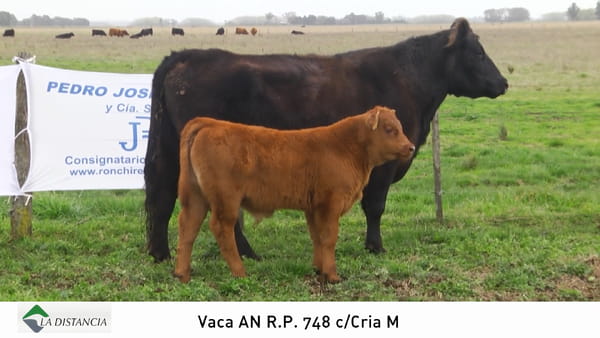 Lote Vaca con Cria