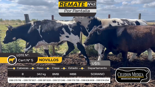 Lote 8 Novillos en Cuchilla del Perdido, Soriano