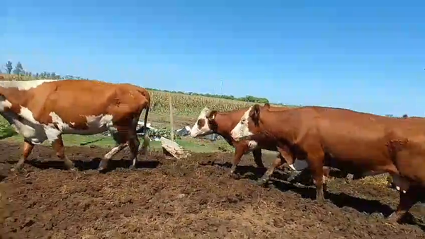 Lote 29 VACAS HEREFORD PREÑADAS EN SUNCHALES, SANTA FE