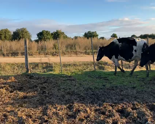 Lote (Vendido)17 Vacas de Invernada HO 490kg - , San José